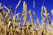 200mila posti di lavoro per i giovani in agricoltura